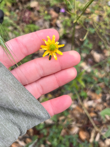 Ranunculus californicus, photograph 6