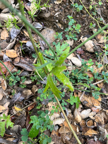 Ranunculus californicus, photograph 5