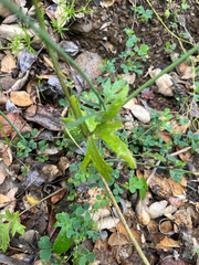 Ranunculus californicus, photograph author not stated, no rights reserved