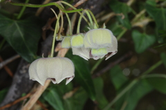 Philibertia gilliesii