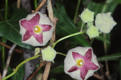 Philibertia gilliesii