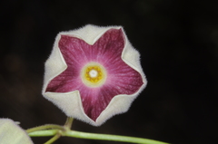 Philibertia gilliesii