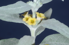 Buddleja mendozensis