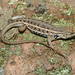 Brown’s Bunchgrass Lizard - Photo (c) Chris Gruenwald Herp.mx, some rights reserved (CC BY-NC), uploaded by Chris Gruenwald Herp.mx