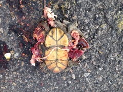 Kinosternon durangoense