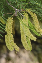 Prosopis chilensis
