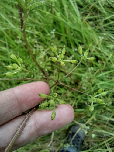 iNaturalist observation photo of Bur Parsley