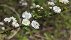 Spiraea prunifolia