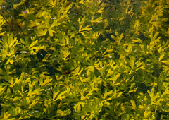 Ranunculus inundatus