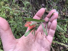 Castilleja affinis affinis