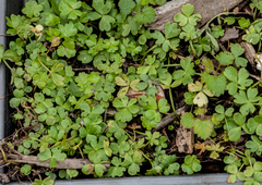 Ranunculus amphitrichus