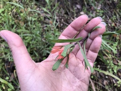 Castilleja affinis affinis
