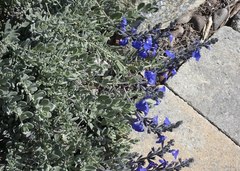 Salvia chamaedryoides