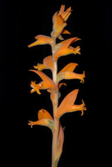 Dichromanthus aurantiacus