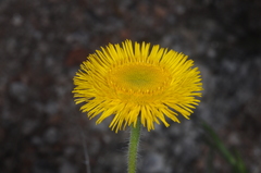 Hysterionica jasionoides