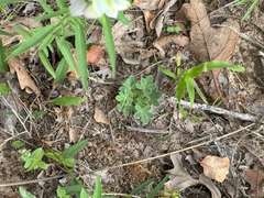 Lupinus subcarnosus