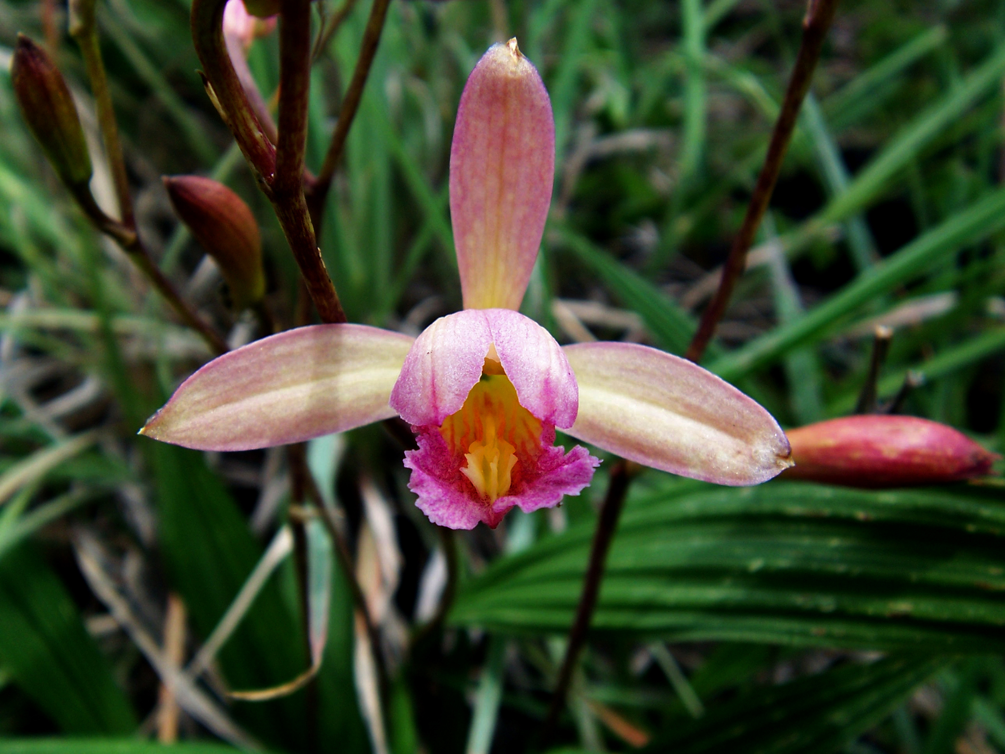 Orquídeas Coral (género Bletia) · iNaturalist Ecuador