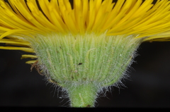 Hysterionica jasionoides