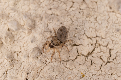 Salticus mutabilis
