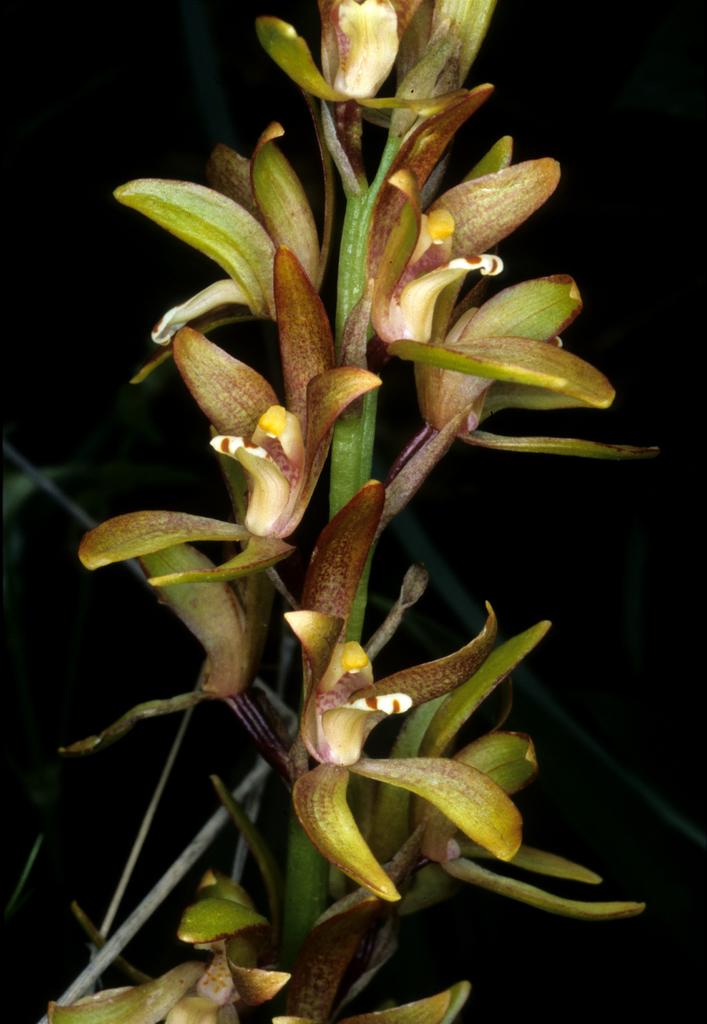Govenia lagenophora