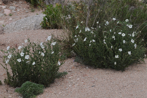 Petunia axillaris