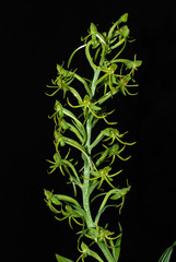 Habenaria novemfida