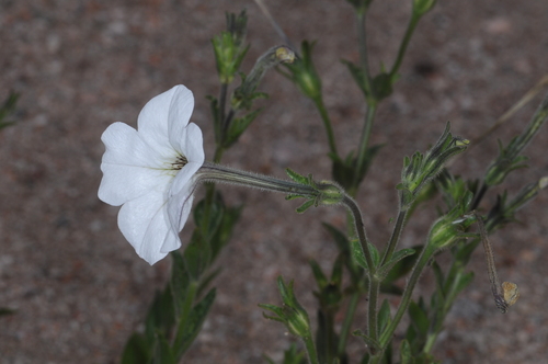 Petunia axillaris