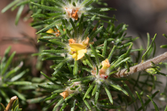 Phyllota pleurandroides