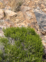 Ericameria laricifolia, photograph (c) CK2AZ, some rights reserved (CC BY)