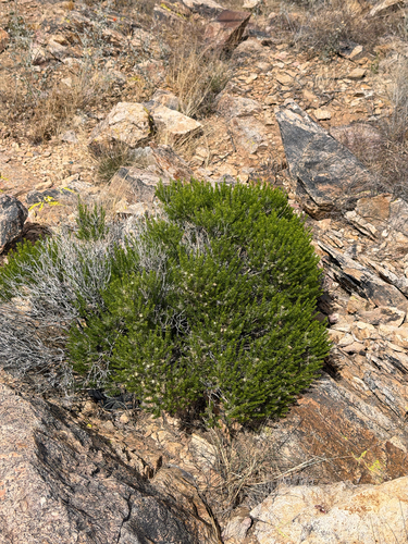 Ericameria laricifolia, photograph 5