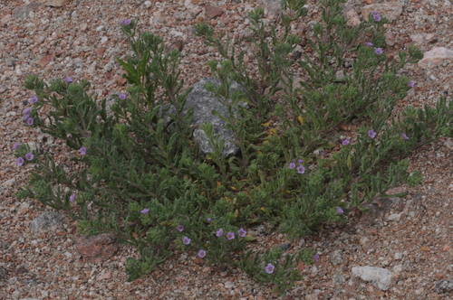 Image of Nama undulata by (c) aacocucci, some rights reserved (CC BY)