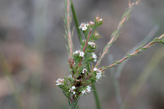 Leucopogon glacialis