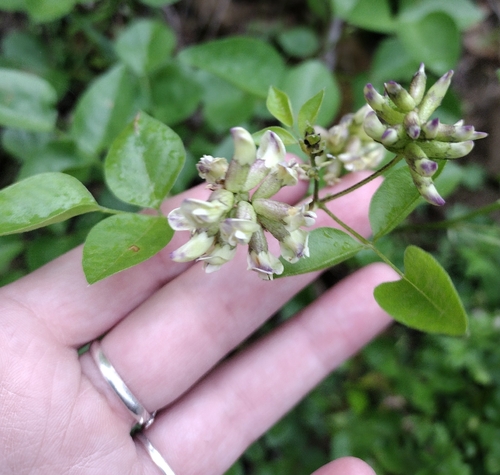iNaturalist observation photo of forest scurfpea