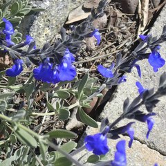 Salvia chamaedryoides