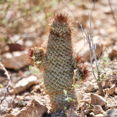 Fishhook cactus (Mammillaria armillata)