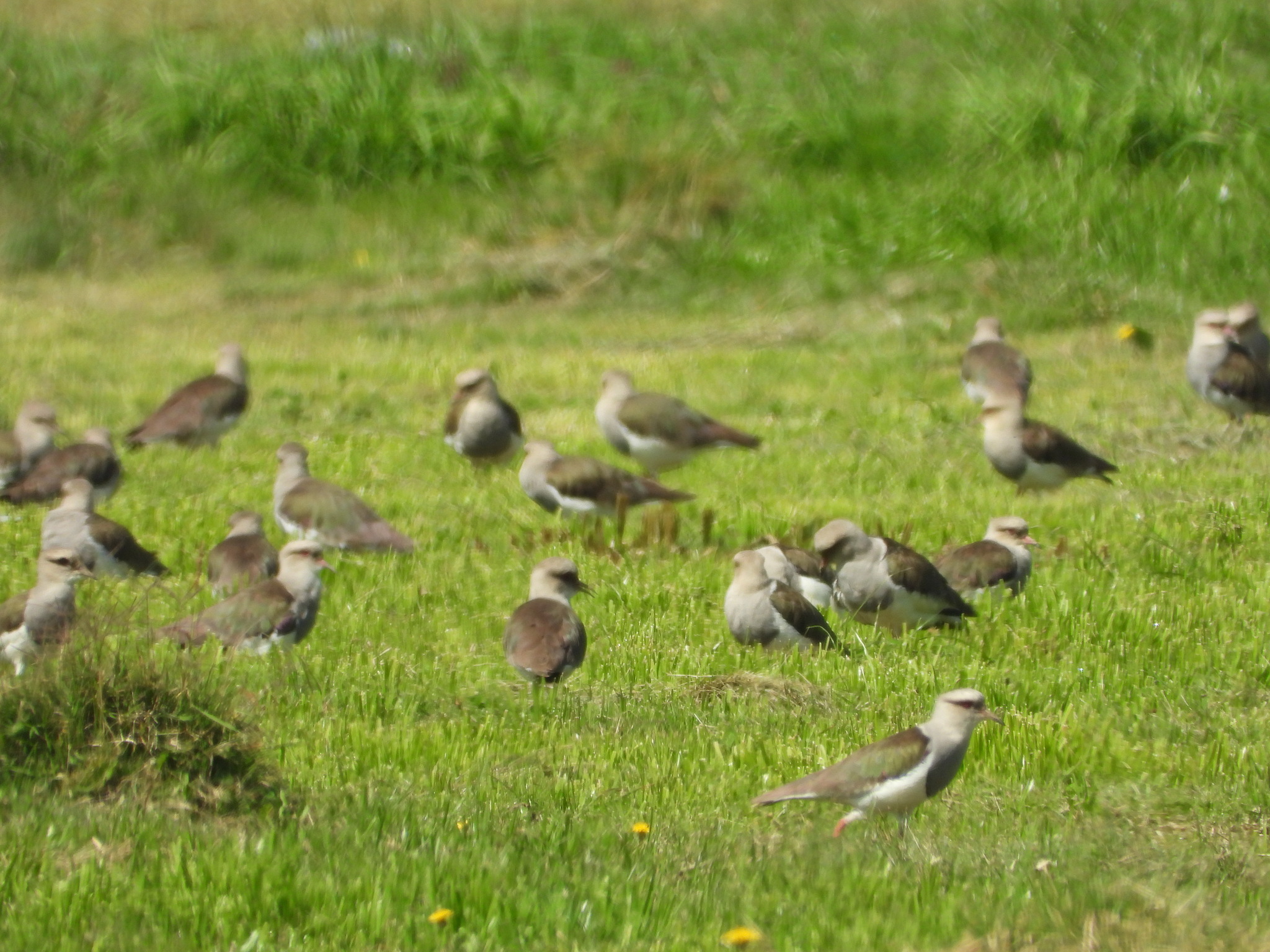 Andean Lapwing (Vanellus resplendens), photo 6