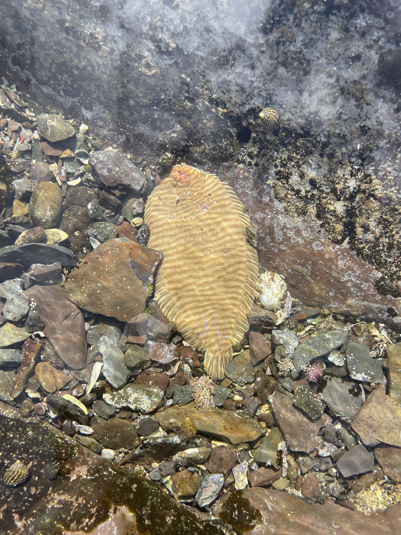 Narrowbanded Sole photo 3