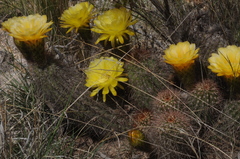 Trichocereus huascha