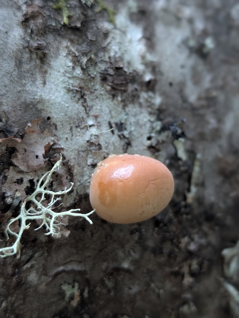 Cryptoporus volvatus · April 2026 · photo: © lauren_bosch (iNaturalist, cc0)