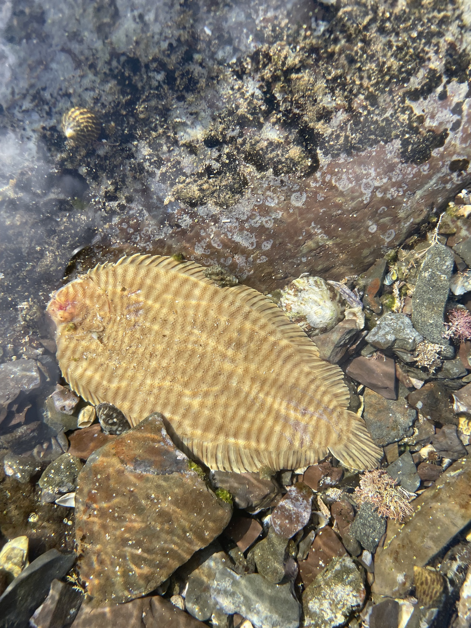 Narrowbanded Sole photo 4