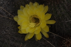 Trichocereus huascha