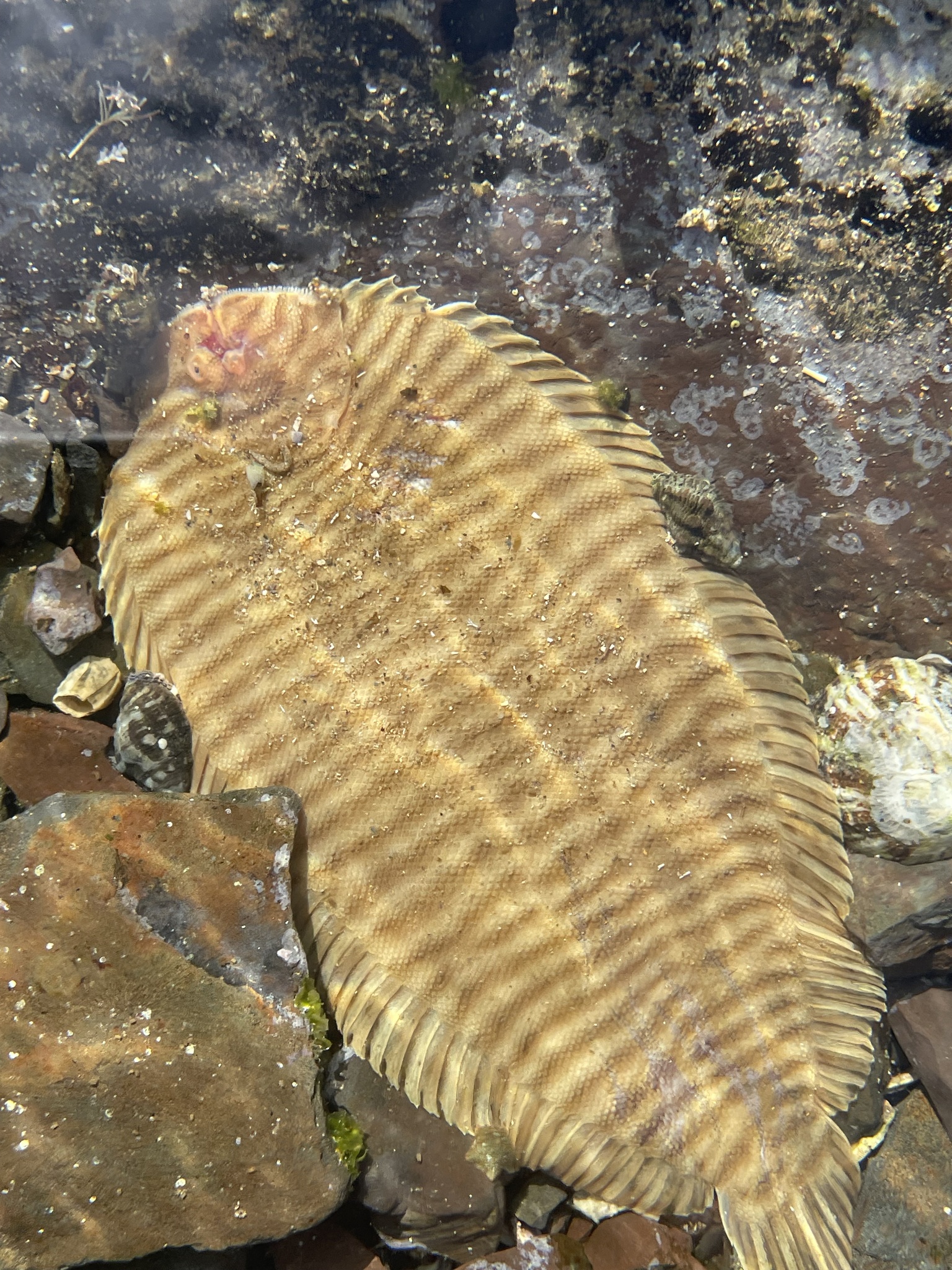 Narrowbanded Sole photo 5