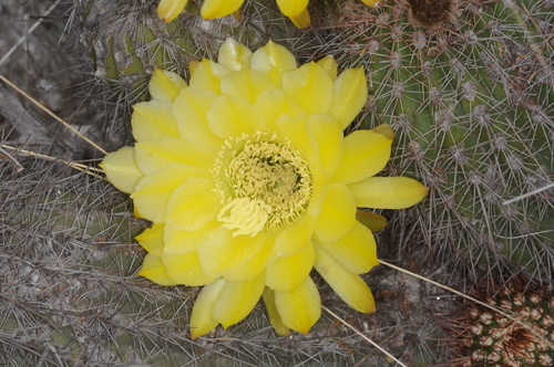 Image of Trichocereus huascha by (c) aacocucci, some rights reserved (CC BY)