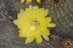 Trichocereus huascha