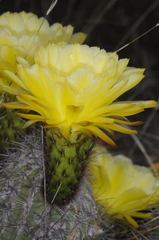 Trichocereus huascha