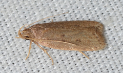 Autosticha kyotensis