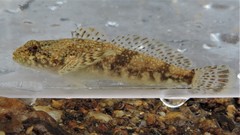 Cottus caeruleomentum