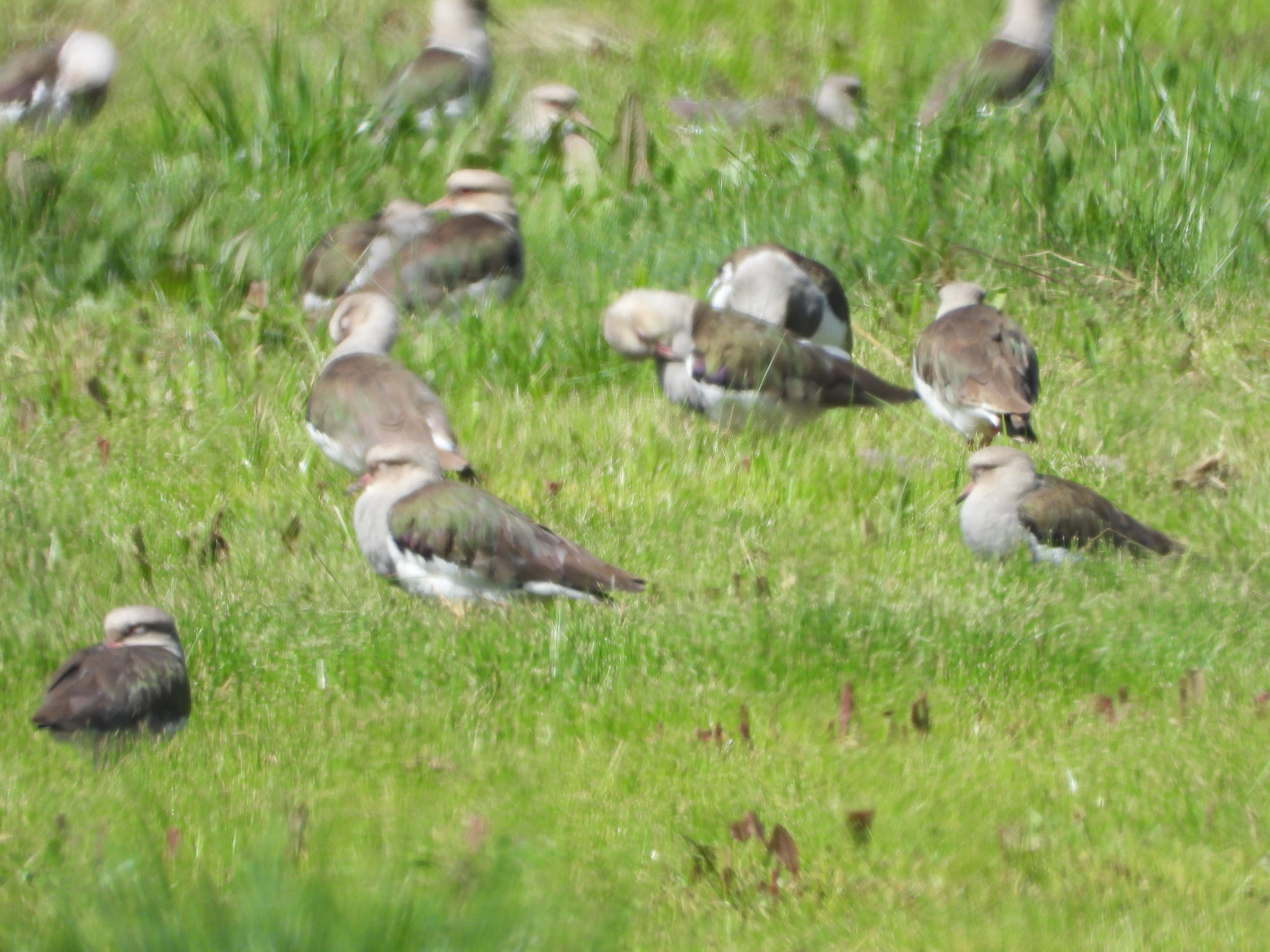 Andean Lapwing (Vanellus resplendens), photo 8