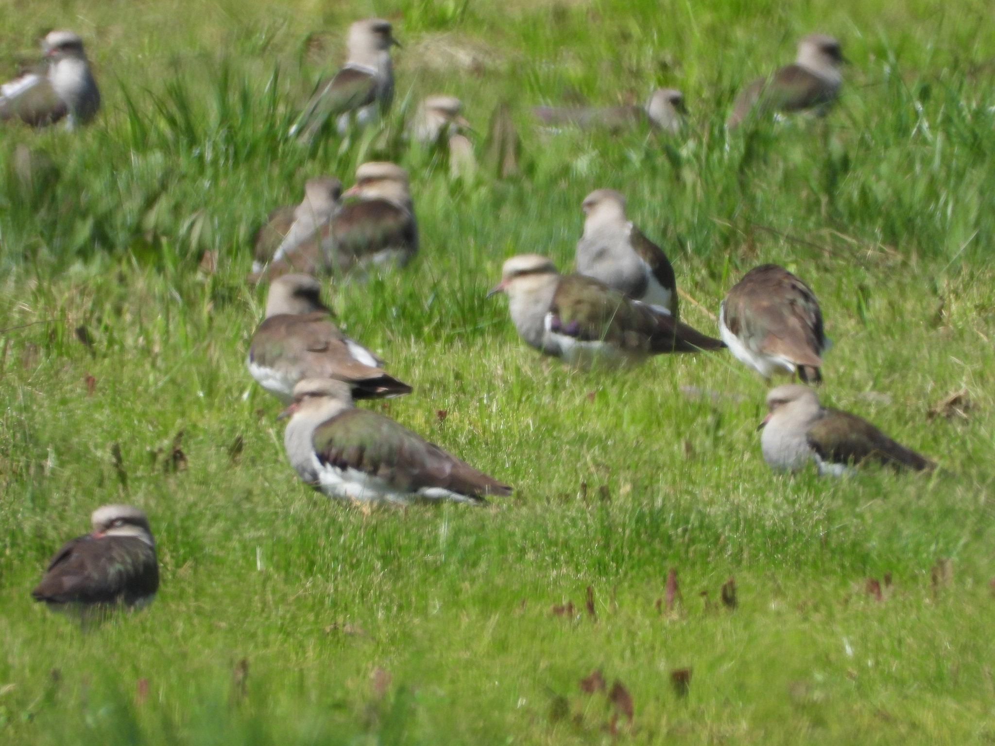 Andean Lapwing (Vanellus resplendens), photo 7