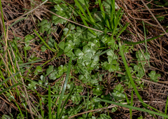 Ranunculus sessiliflorus